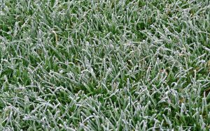 frost and lawncare