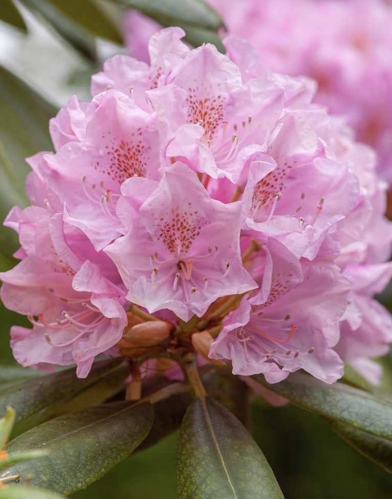 rhododendron landscaping coquitlam